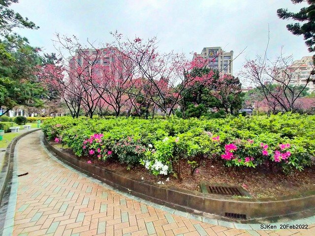 「中正紀念堂」寒流雨中賞櫻與杜鵑花(Cherry Blossom & Rhododendron at C.K.S. Memorial Hall), Taipei, Taiwan, SJKen, Feb 20, 2022.