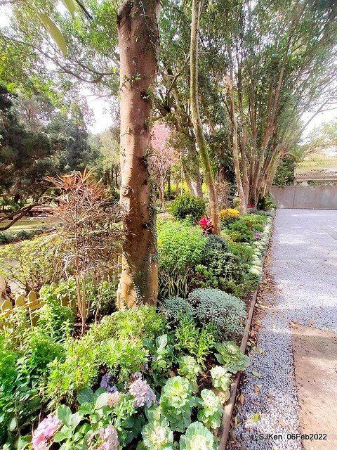 「陽明山花卉試驗中心風信子與香花篇」(Hyacinthus orientalis & other blossoms), Taipei, Taiwan, SJKen, Feb 6, 2022.