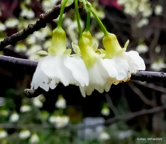 花卉試驗中心櫻花篇(2022 Cherry blossoms ), Taipei, Taiwan, SJKen,Feb 6, 2022.