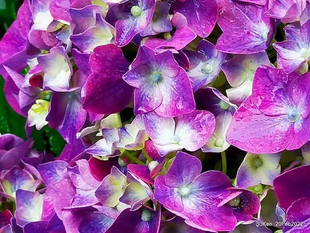 「大安森林公園2022台北杜鵑花季」(Hydrangea & Rhododendron flower exhibition at Da-An forest park), Taipei, Taiwan, SJKen, Feb 20, 2022.