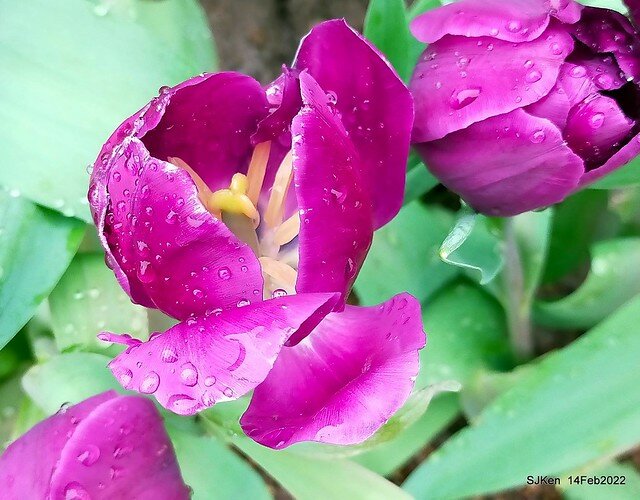 「新店碧潭風景區鬱金香花海」(Tulid blossoms at Pi lake), Hsinpei city, North Taiwan, SJKen, Feb 14, 2022.