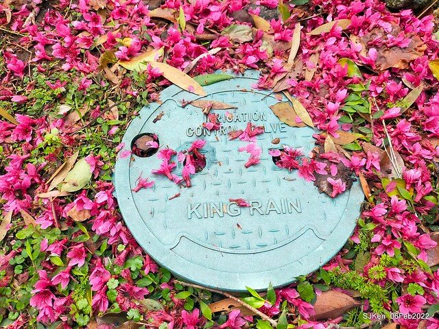 花卉試驗中心櫻花篇(2022 Cherry blossoms ), Taipei, Taiwan, SJKen,Feb 6, 2022.