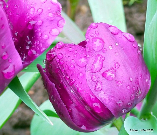 「新店碧潭風景區鬱金香花海」(Tulid blossoms at Pi lake), Hsinpei city, North Taiwan, SJKen, Feb 14, 2022.