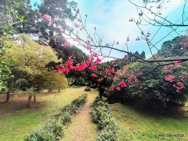 花卉試驗中心櫻花篇(2022 Cherry blossoms ), Taipei, Taiwan, SJKen,Feb 6, 2022.
