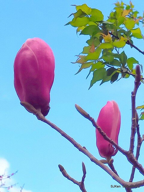 「陽明山花卉試驗中心風信子與香花篇」(Hyacinthus orientalis & other blossoms), Taipei, Taiwan, SJKen, Feb 6, 2022.