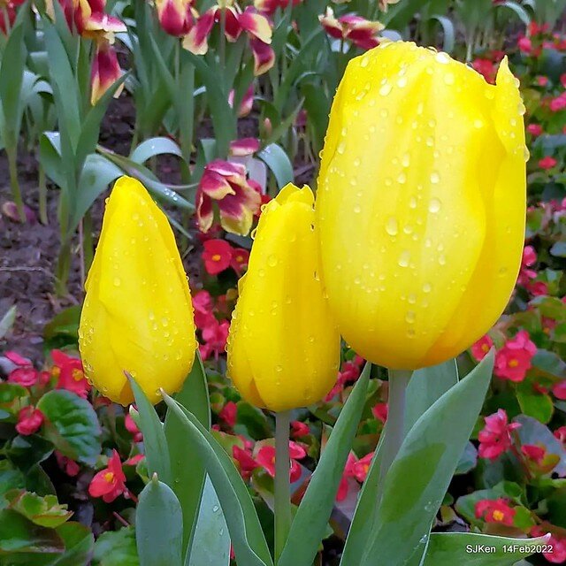 「新店碧潭風景區鬱金香花海」(Tulid blossoms at Pi lake), Hsinpei city, North Taiwan, SJKen, Feb 14, 2022.