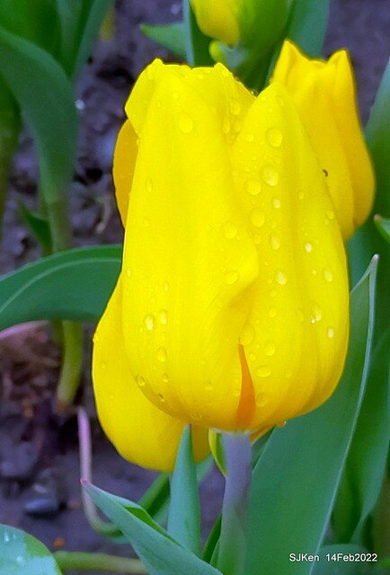 「新店碧潭風景區鬱金香花海」(Tulid blossoms at Pi lake), Hsinpei city, North Taiwan, SJKen, Feb 14, 2022.