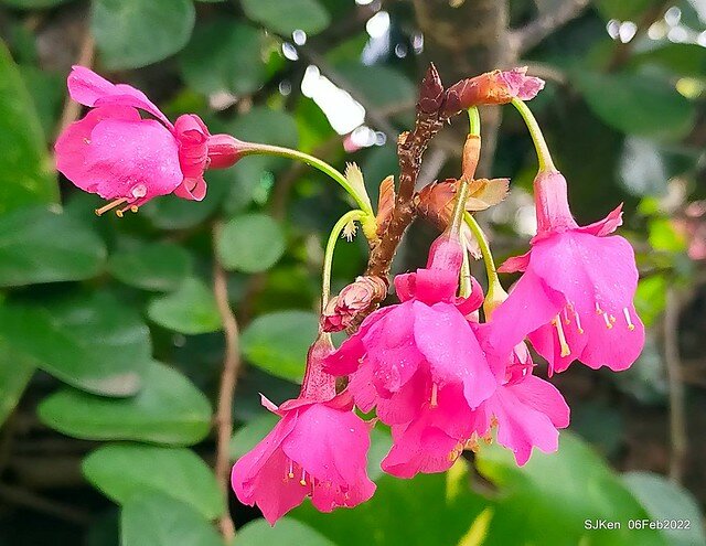 花卉試驗中心櫻花篇(2022 Cherry blossoms ), Taipei, Taiwan, SJKen,Feb 6, 2022.