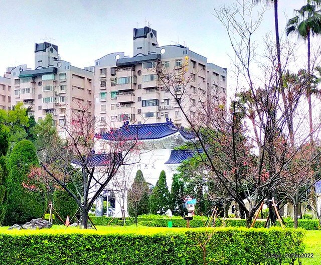 「中正紀念堂」寒流雨中賞櫻與杜鵑花(Cherry Blossom & Rhododendron at C.K.S. Memorial Hall), Taipei, Taiwan, SJKen, Feb 20, 2022.