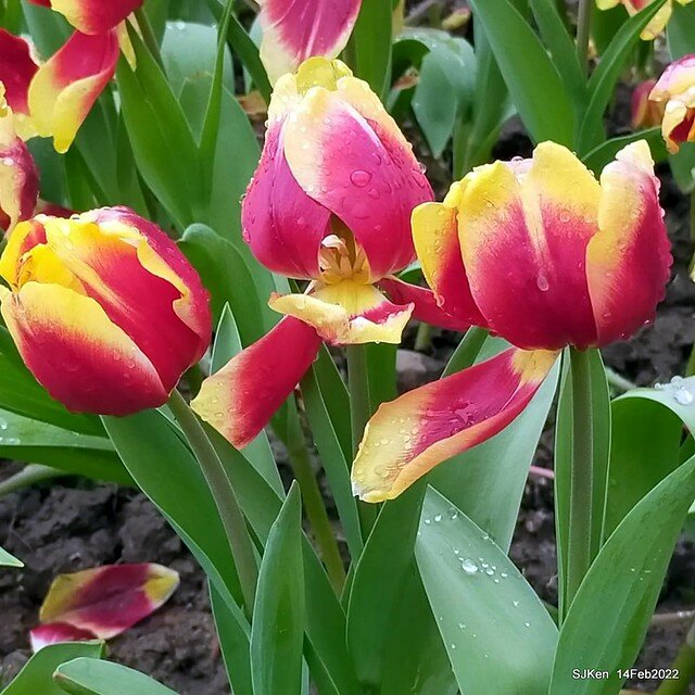「新店碧潭風景區鬱金香花海」(Tulid blossoms at Pi lake), Hsinpei city, North Taiwan, SJKen, Feb 14, 2022.
