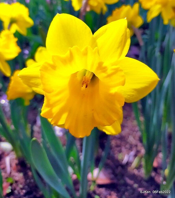 花卉試驗中心鬱金香展(2022 Tulid blossoms exhibition), Taipei, Taiwan, SJKen,Feb 6,  2022.