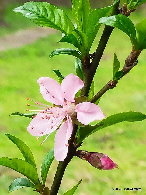 花卉試驗中心櫻花篇(2022 Cherry blossoms ), Taipei, Taiwan, SJKen,Feb 6, 2022.
