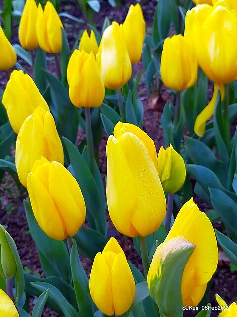 花卉試驗中心鬱金香展(2022 Tulid blossoms exhibition), Taipei, Taiwan, SJKen,Feb 6,  2022.