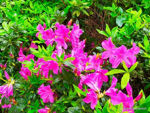 「中正紀念堂」寒流雨中賞櫻與杜鵑花(Cherry Blossom & Rhododendron at C.K.S. Memorial Hall), Taipei, Taiwan, SJKen, Feb 20, 2022.