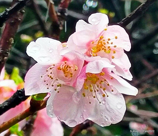 「中正紀念堂」寒流雨中賞櫻與杜鵑花(Cherry Blossom & Rhododendron at C.K.S. Memorial Hall), Taipei, Taiwan, SJKen, Feb 20, 2022.