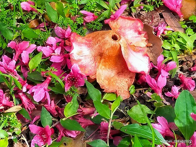 花卉試驗中心櫻花篇(2022 Cherry blossoms ), Taipei, Taiwan, SJKen,Feb 6, 2022.