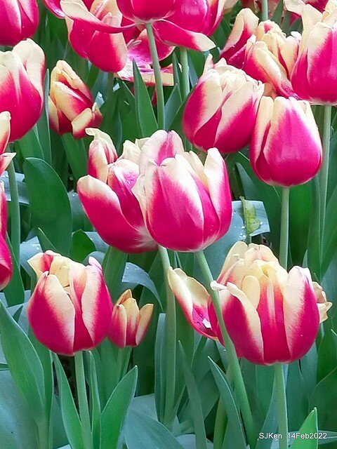 「新店碧潭風景區鬱金香花海」(Tulid blossoms at Pi lake), Hsinpei city, North Taiwan, SJKen, Feb 14, 2022.