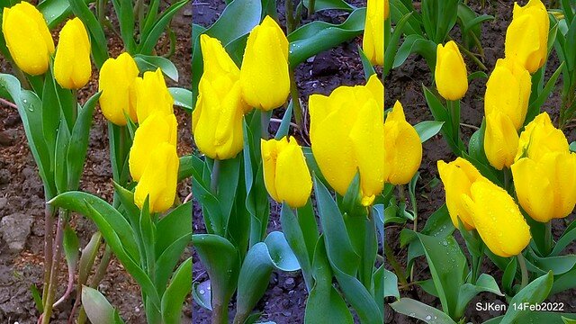 「新店碧潭風景區鬱金香花海」(Tulid blossoms at Pi lake), Hsinpei city, North Taiwan, SJKen, Feb 14, 2022.