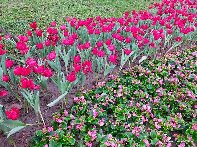 「新店碧潭風景區鬱金香花海」(Tulid blossoms at Pi lake), Hsinpei city, North Taiwan, SJKen, Feb 14, 2022.