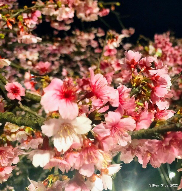 「2022台北東湖樂活夜櫻季」(2022 Taipei Lohas Cherry Blossoms Festival), Taipei, Taiwan, SJKen, Jan 31, 2022.