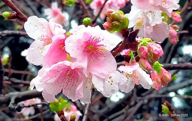 「中正紀念堂」寒流雨中賞櫻與杜鵑花(Cherry Blossom & Rhododendron at C.K.S. Memorial Hall), Taipei, Taiwan, SJKen, Feb 20, 2022.