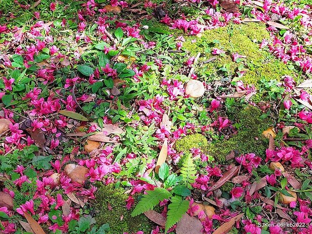 花卉試驗中心櫻花篇(2022 Cherry blossoms ), Taipei, Taiwan, SJKen,Feb 6, 2022.