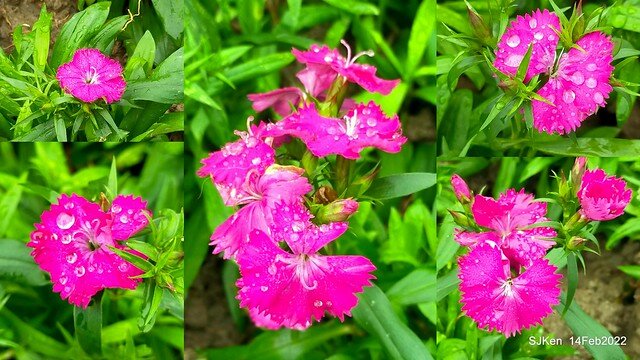 「新店碧潭風景區鬱金香花海」(Tulid blossoms at Pi lake), Hsinpei city, North Taiwan, SJKen, Feb 14, 2022.