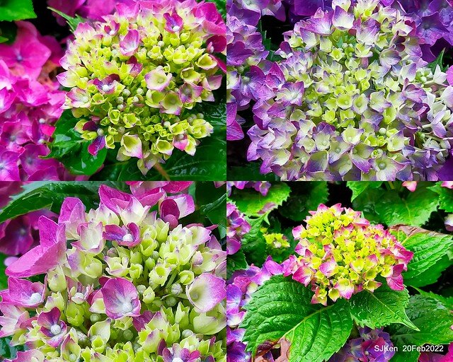 「大安森林公園2022台北杜鵑花季」(Hydrangea & Rhododendron flower exhibition at Da-An forest park), Taipei, Taiwan, SJKen, Feb 20, 2022.