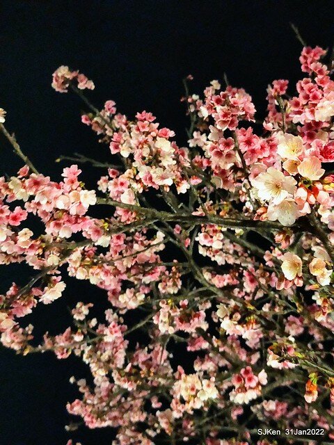 「2022台北東湖樂活夜櫻季」(2022 Taipei Lohas Cherry Blossoms Festival), Taipei, Taiwan, SJKen, Jan 31, 2022.