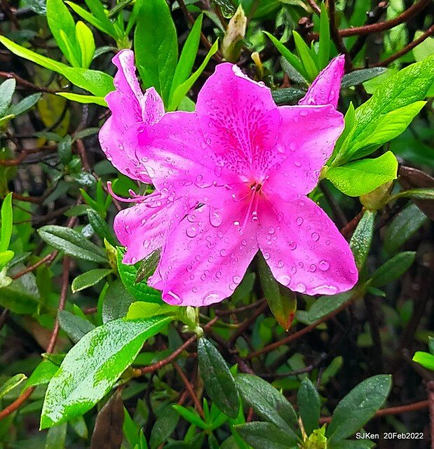 「中正紀念堂」寒流雨中賞櫻與杜鵑花(Cherry Blossom & Rhododendron at C.K.S. Memorial Hall), Taipei, Taiwan, SJKen, Feb 20, 2022.