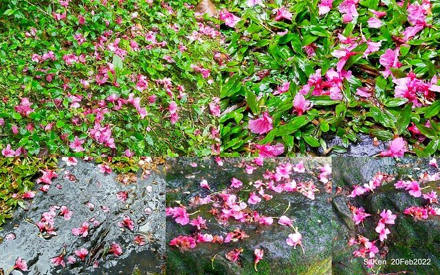 「中正紀念堂」寒流雨中賞櫻與杜鵑花(Cherry Blossom & Rhododendron at C.K.S. Memorial Hall), Taipei, Taiwan, SJKen, Feb 20, 2022.