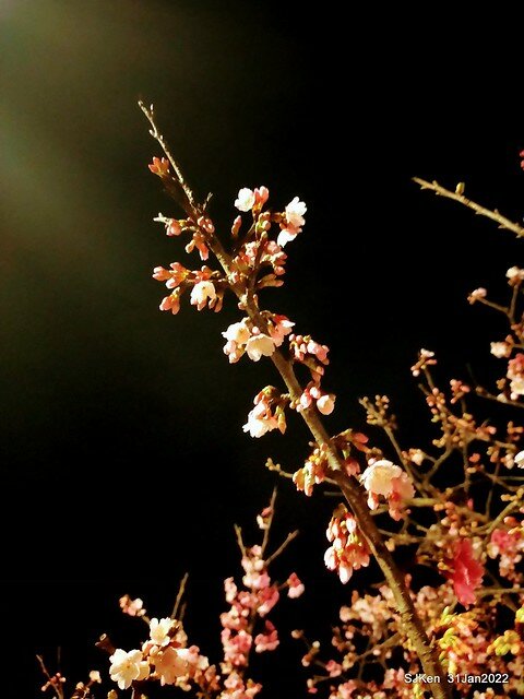 「2022台北東湖樂活夜櫻季」(2022 Taipei Lohas Cherry Blossoms Festival), Taipei, Taiwan, SJKen, Jan 31, 2022.