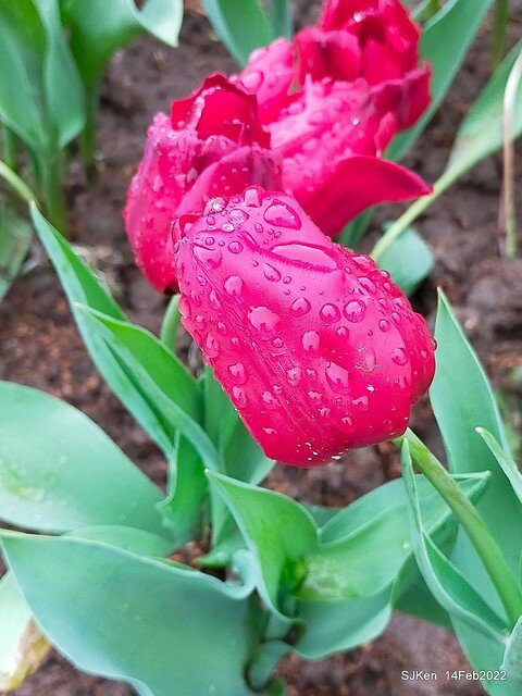 「新店碧潭風景區鬱金香花海」(Tulid blossoms at Pi lake), Hsinpei city, North Taiwan, SJKen, Feb 14, 2022.