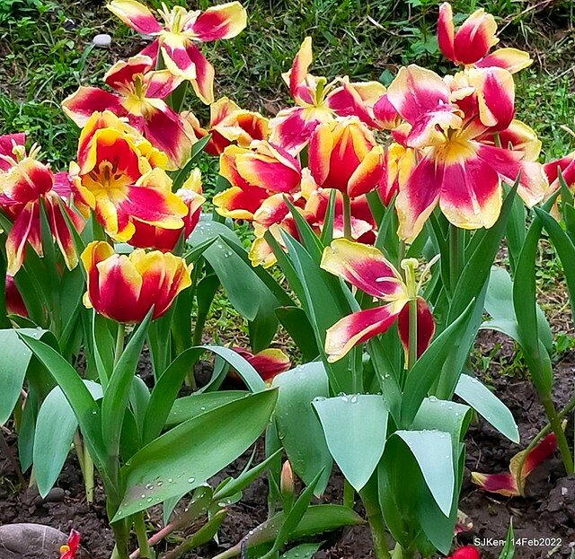 「新店碧潭風景區鬱金香花海」(Tulid blossoms at Pi lake), Hsinpei city, North Taiwan, SJKen, Feb 14, 2022.