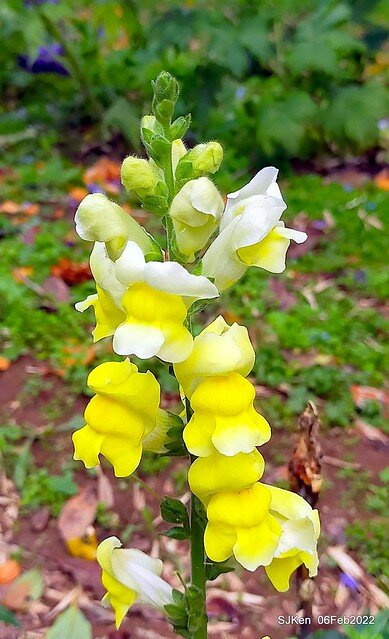 「陽明山花卉試驗中心風信子與香花篇」(Hyacinthus orientalis & other blossoms), Taipei, Taiwan, SJKen, Feb 6, 2022.