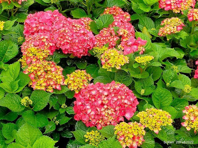 「大安森林公園2022台北杜鵑花季」(Hydrangea & Rhododendron flower exhibition at Da-An forest park), Taipei, Taiwan, SJKen, Feb 20, 2022.