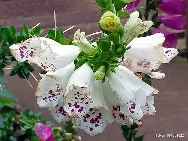 「陽明山花卉試驗中心風信子與香花篇」(Hyacinthus orientalis & other blossoms), Taipei, Taiwan, SJKen, Feb 6, 2022.