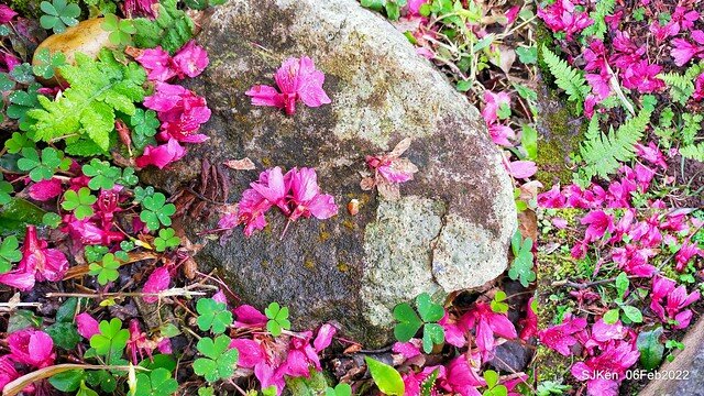 花卉試驗中心櫻花篇(2022 Cherry blossoms ), Taipei, Taiwan, SJKen,Feb 6, 2022.