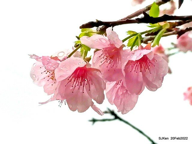 「中正紀念堂」寒流雨中賞櫻與杜鵑花(Cherry Blossom & Rhododendron at C.K.S. Memorial Hall), Taipei, Taiwan, SJKen, Feb 20, 2022.