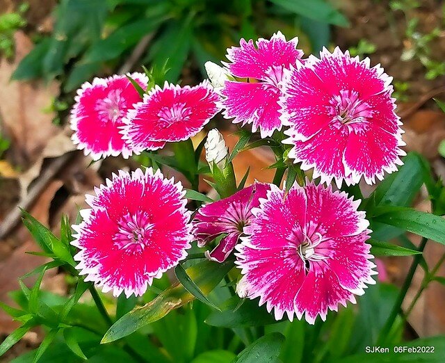 「陽明山花卉試驗中心風信子與香花篇」(Hyacinthus orientalis & other blossoms), Taipei, Taiwan, SJKen, Feb 6, 2022.