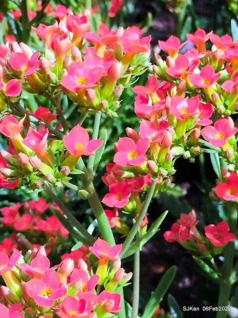 「陽明山花卉試驗中心風信子與香花篇」(Hyacinthus orientalis & other blossoms), Taipei, Taiwan, SJKen, Feb 6, 2022.