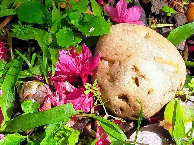 花卉試驗中心櫻花篇(2022 Cherry blossoms ), Taipei, Taiwan, SJKen,Feb 6, 2022.