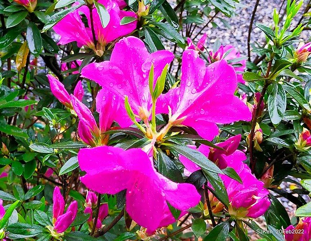「大安森林公園2022台北杜鵑花季」(Hydrangea & Rhododendron flower exhibition at Da-An forest park), Taipei, Taiwan, SJKen, Feb 20, 2022.