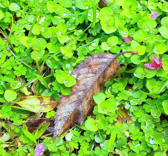 花卉試驗中心櫻花篇(2022 Cherry blossoms ), Taipei, Taiwan, SJKen,Feb 6, 2022.