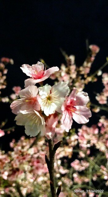 「2022台北東湖樂活夜櫻季」(2022 Taipei Lohas Cherry Blossoms Festival), Taipei, Taiwan, SJKen, Jan 31, 2022.