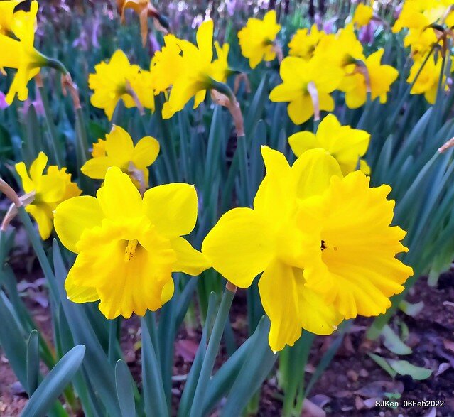 花卉試驗中心鬱金香展(2022 Tulid blossoms exhibition), Taipei, Taiwan, SJKen,Feb 6,  2022.