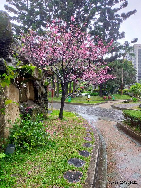 「中正紀念堂」寒流雨中賞櫻與杜鵑花(Cherry Blossom & Rhododendron at C.K.S. Memorial Hall), Taipei, Taiwan, SJKen, Feb 20, 2022.