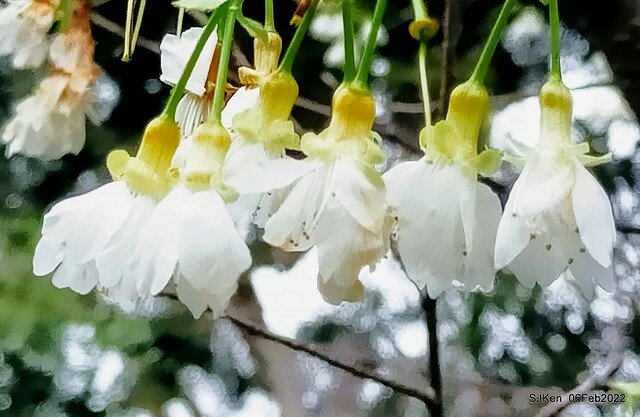 花卉試驗中心櫻花篇(2022 Cherry blossoms ), Taipei, Taiwan, SJKen,Feb 6, 2022.