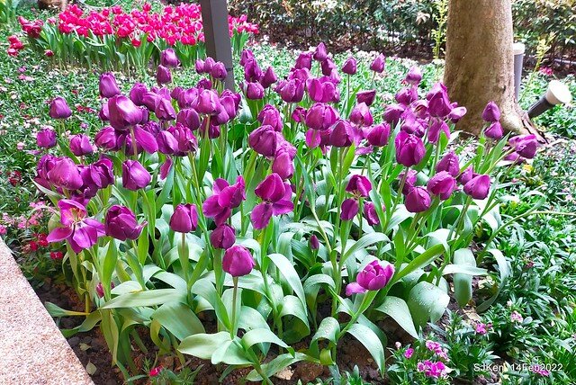 「新店碧潭風景區鬱金香花海」(Tulid blossoms at Pi lake), Hsinpei city, North Taiwan, SJKen, Feb 14, 2022.