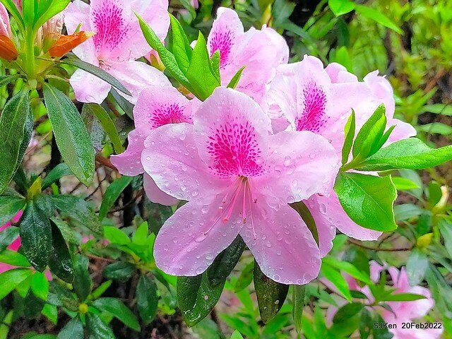 「中正紀念堂」寒流雨中賞櫻與杜鵑花(Cherry Blossom & Rhododendron at C.K.S. Memorial Hall), Taipei, Taiwan, SJKen, Feb 20, 2022.